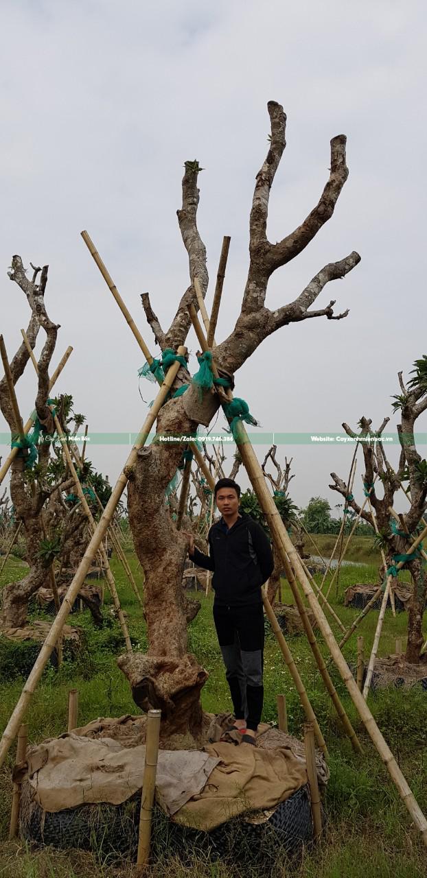 Trần Mình Quang nhà sáng lập Cây Xanh Miền Bắc